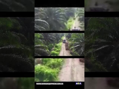 WEA18パーム油のトラクター