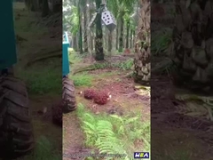 22HPインドネシアのパーム油のトラクターの小型農場トラクターはとの取り組む